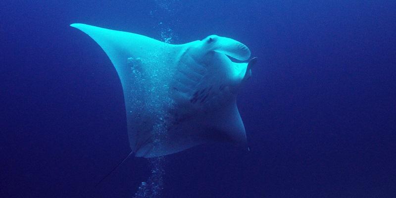 Whale Shark and Manta in Elphinstone